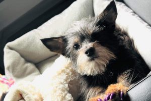 Dog riding in MVL truck cab